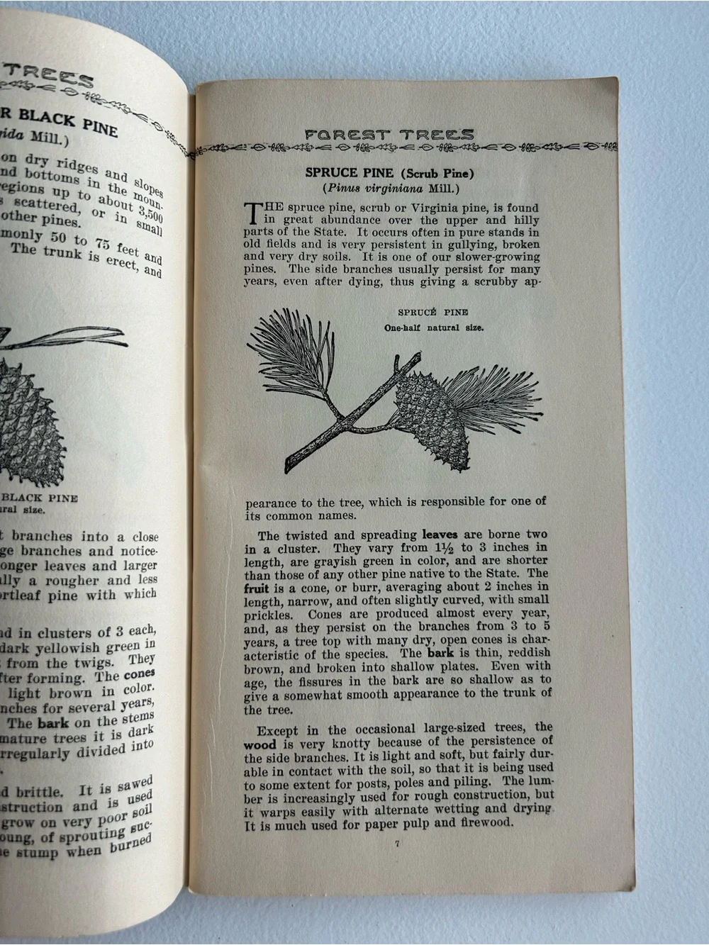 1933 Vintage Common Forest Trees of Tennessee Book 8th Ed Botany Forestry Guide